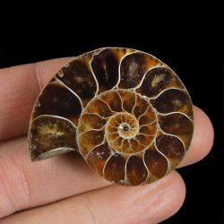 AMONIT - 41 mm - KREDA DOLNA - 110 mln lat - MADAGASKAR