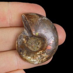 AMONIT - 36 mm - KREDA DOLNA - 110 mln lat - MADAGASKAR