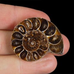 AMONIT - 36 mm - KREDA DOLNA - 110 mln lat - MADAGASKAR