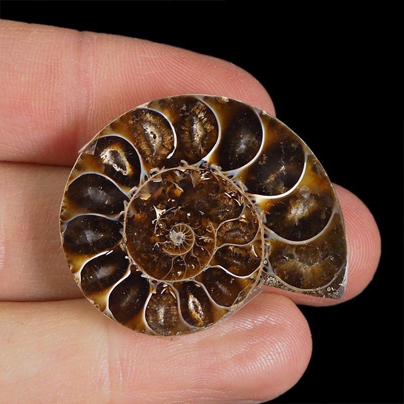 AMONIT - 36 mm - KREDA DOLNA - 110 mln lat - MADAGASKAR