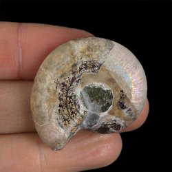 AMONIT - 38 mm - KREDA DOLNA - 110 mln lat - MADAGASKAR