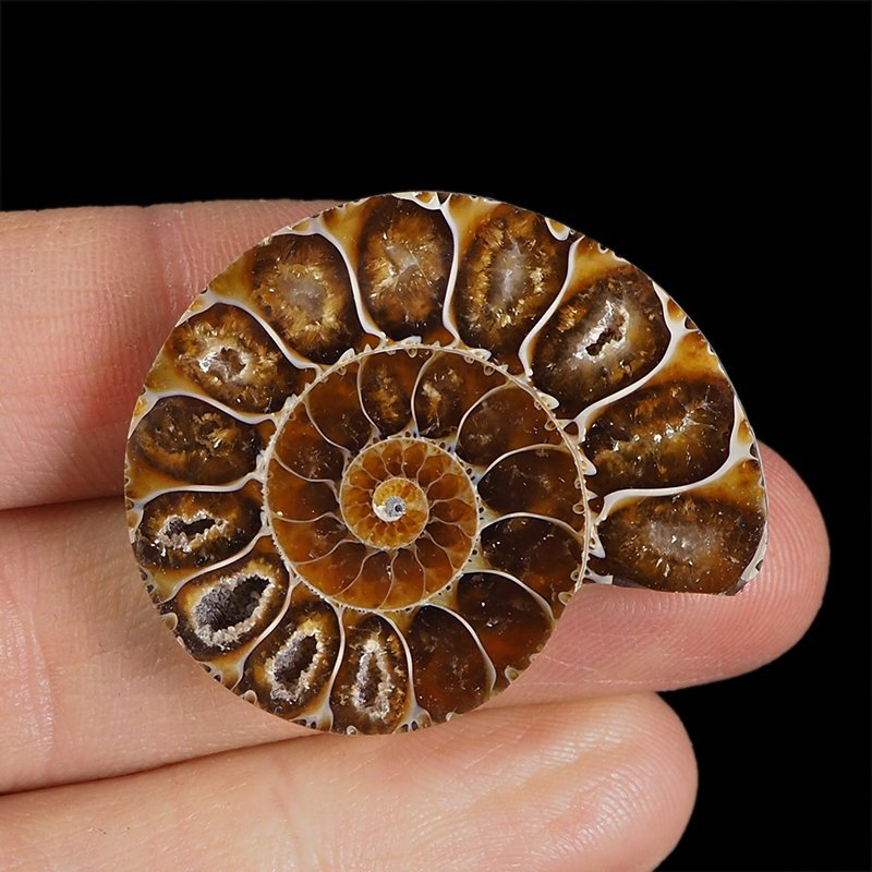 AMONIT - 38 mm - KREDA DOLNA - 110 mln lat - MADAGASKAR