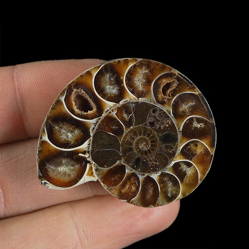 AMONIT - 39 mm - KREDA DOLNA - 110 mln lat - MADAGASKAR