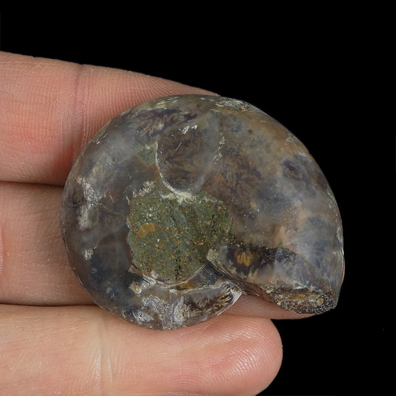 AMONIT - 39 mm - KREDA DOLNA - 110 mln lat - MADAGASKAR