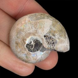 AMONIT - 38 mm - KREDA DOLNA - 110 mln lat - MADAGASKAR