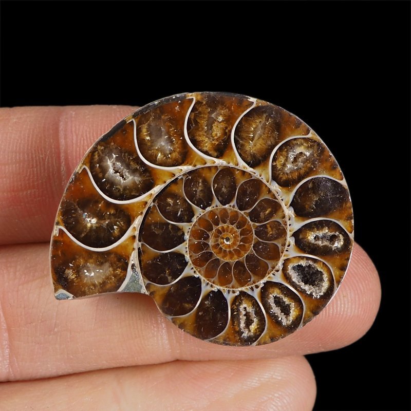 AMONIT - 38 mm - KREDA DOLNA - 110 mln lat - MADAGASKAR