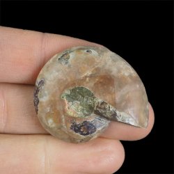 AMONIT - 39 mm - KREDA DOLNA - 110 mln lat - MADAGASKAR