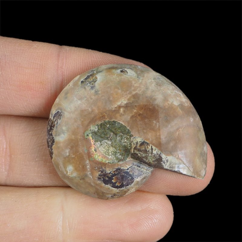 AMONIT - 39 mm - KREDA DOLNA - 110 mln lat - MADAGASKAR