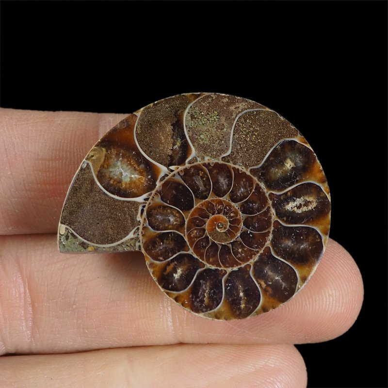 AMONIT - 39 mm - KREDA DOLNA - 110 mln lat - MADAGASKAR