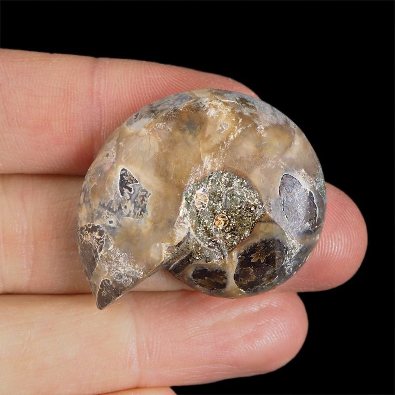 AMONIT - 37 mm - KREDA DOLNA - 110 mln lat - MADAGASKAR