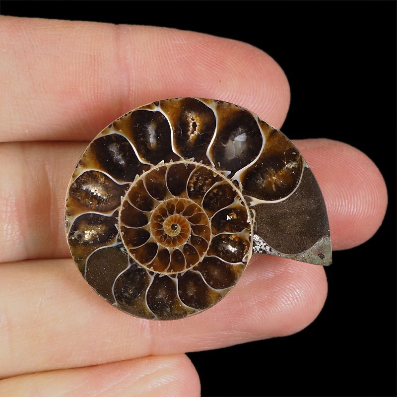 AMONIT - 37 mm - KREDA DOLNA - 110 mln lat - MADAGASKAR