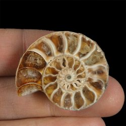 AMONIT - 34 mm - KREDA DOLNA - 110 mln lat - MADAGASKAR