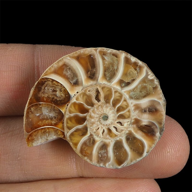 AMONIT - 34 mm - KREDA DOLNA - 110 mln lat - MADAGASKAR