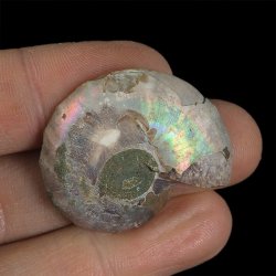 AMONIT - 34 mm - KREDA DOLNA - 110 mln lat - MADAGASKAR