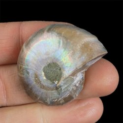AMONIT - 38 mm - KREDA DOLNA - 110 mln lat - MADAGASKAR