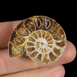 AMONIT - 38 mm - KREDA DOLNA - 110 mln lat - MADAGASKAR