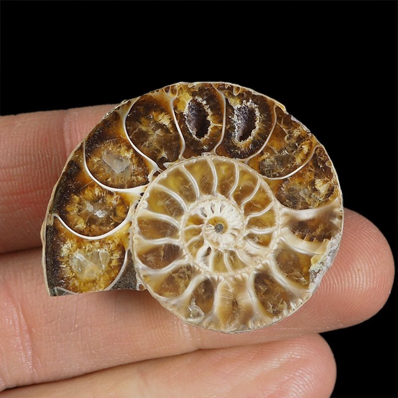 AMONIT - 38 mm - KREDA DOLNA - 110 mln lat - MADAGASKAR