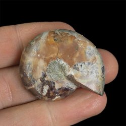 AMONIT - 37 mm - KREDA DOLNA - 110 mln lat - MADAGASKAR