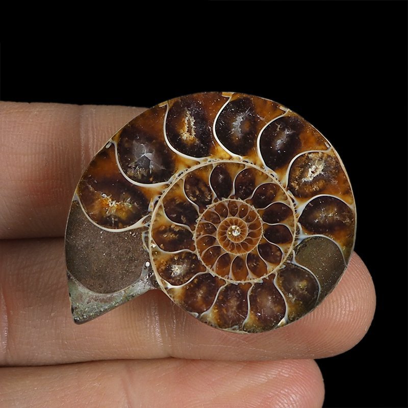 AMONIT - 37 mm - KREDA DOLNA - 110 mln lat - MADAGASKAR