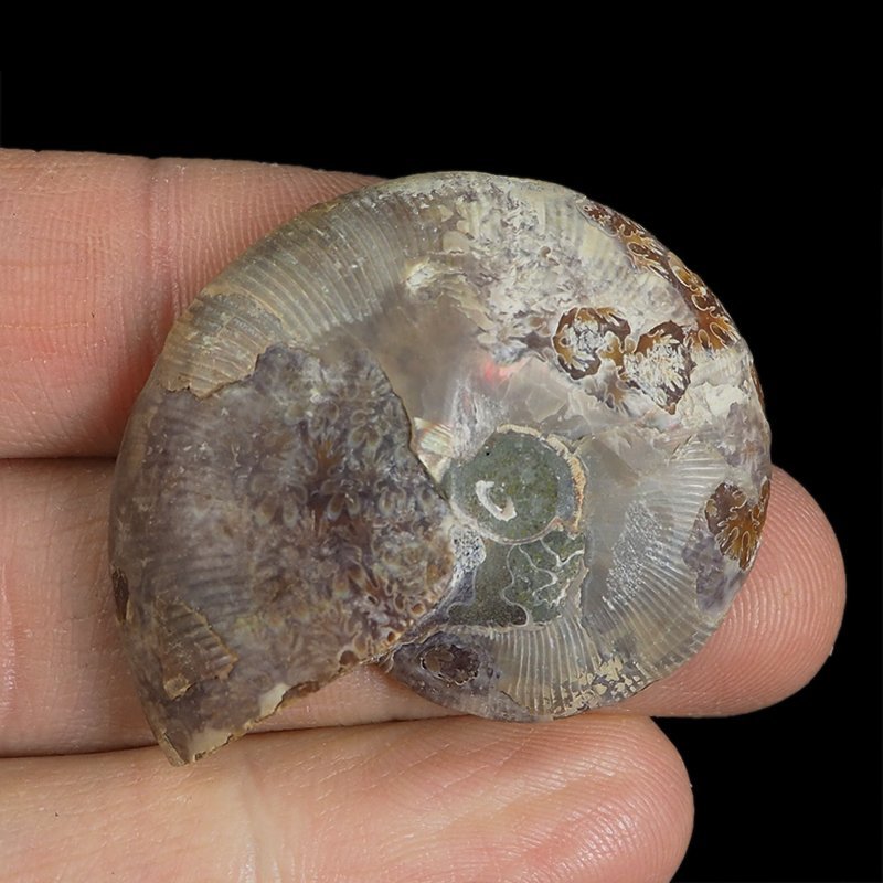 AMONIT - 41 mm - KREDA DOLNA - 110 mln lat - MADAGASKAR
