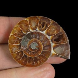 AMONIT - 41 mm - KREDA DOLNA - 110 mln lat - MADAGASKAR