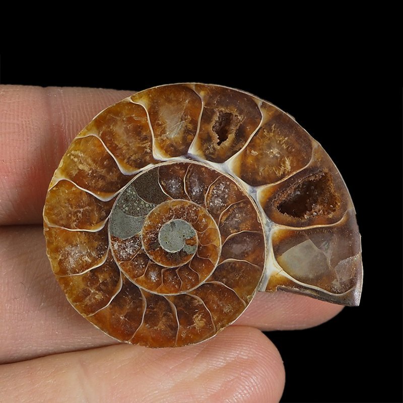 AMONIT - 41 mm - KREDA DOLNA - 110 mln lat - MADAGASKAR