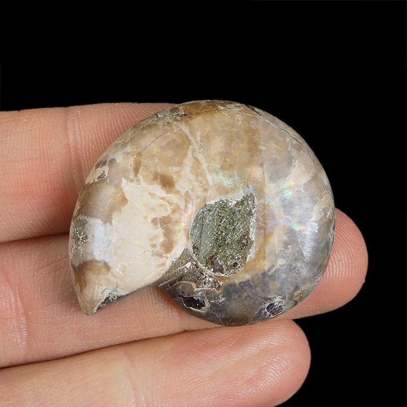 AMONIT - 37 mm - KREDA DOLNA - 110 mln lat - MADAGASKAR