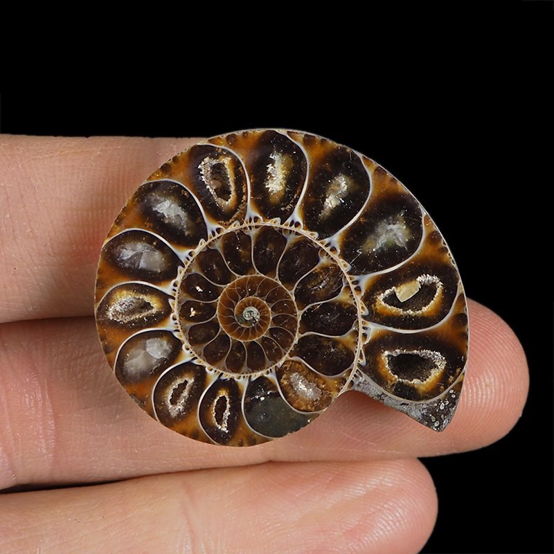 AMONIT - 37 mm - KREDA DOLNA - 110 mln lat - MADAGASKAR
