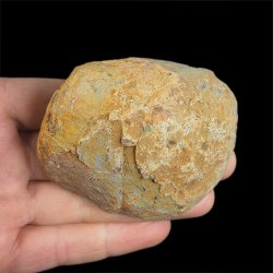 AGAT CZERWONY - 77 mm - BRAZYLIA