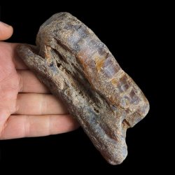 AGAT SUMATRZAŃSKI- 125 mm - SUMATRA, INDONEZJA