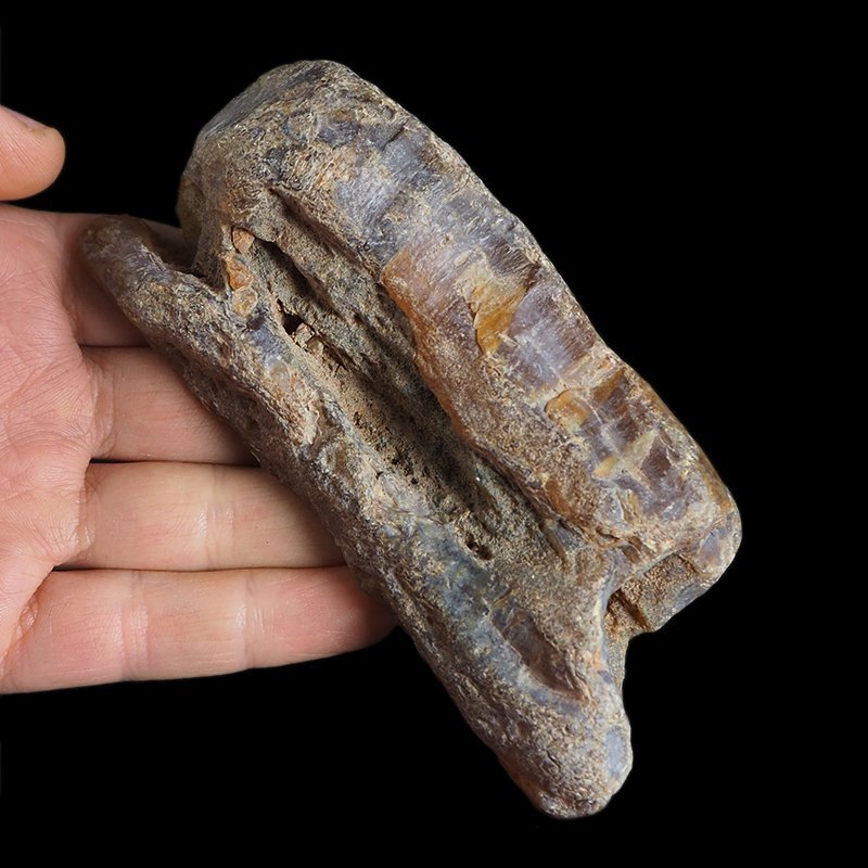 AGAT SUMATRZAŃSKI- 125 mm - SUMATRA, INDONEZJA
