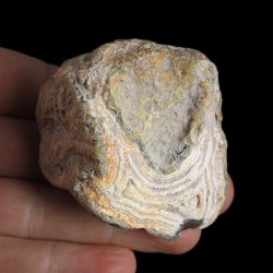 AGAT SUMATRZAŃSKI- 64 mm - SUMATRA, INDONEZJA