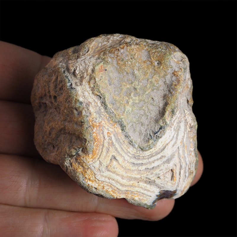 AGAT SUMATRZAŃSKI- 64 mm - SUMATRA, INDONEZJA