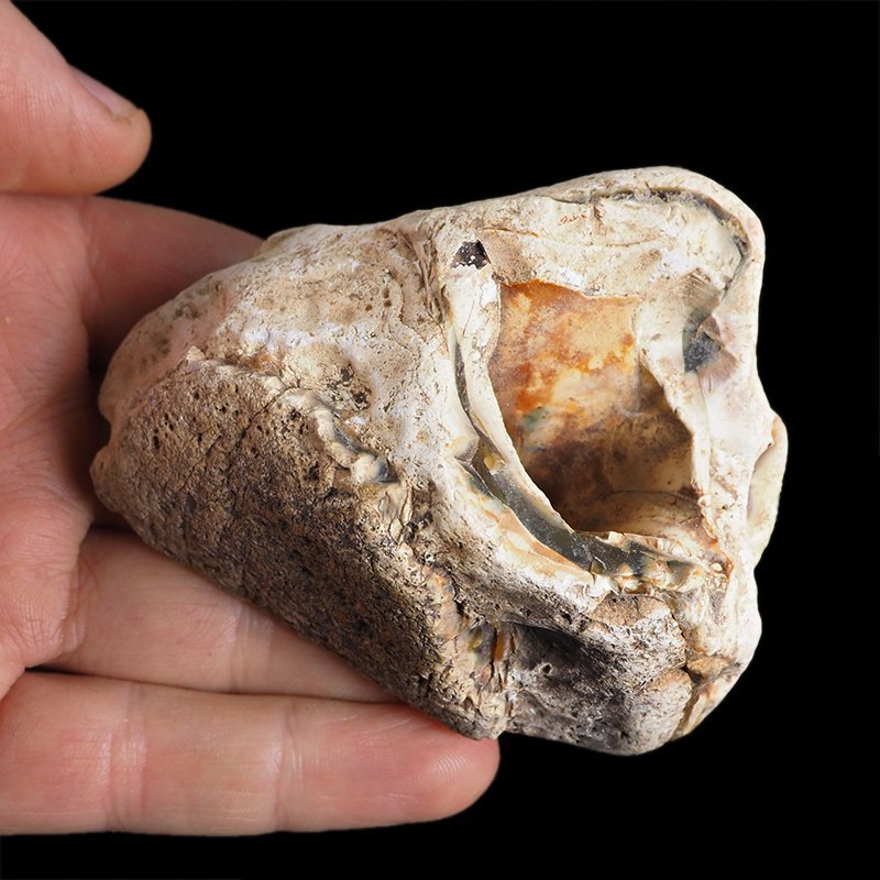 AGAT SUMATRZAŃSKI- 80 mm - SUMATRA, INDONEZJA