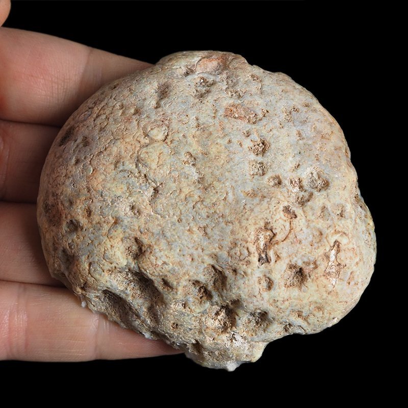 AGAT SUMATRZAŃSKI- 77 mm - SUMATRA, INDONEZJA