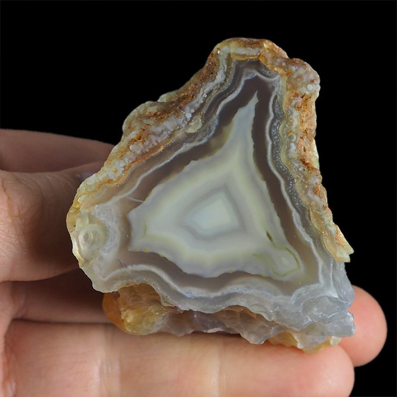 AGAT SUMATRZAŃSKI- 54 mm - SUMATRA, INDONEZJA