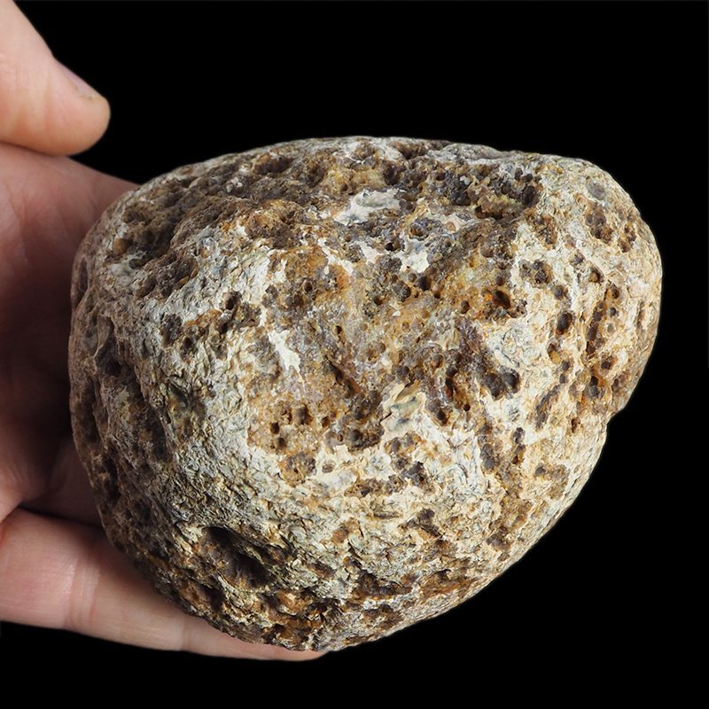 AGAT SUMATRZAŃSKI- 94 mm - SUMATRA, INDONEZJA