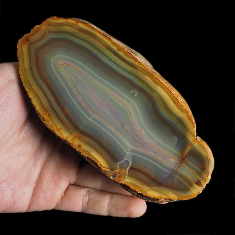 AGAT SUMATRZAŃSKI- 153 mm - SUMATRA, INDONEZJA