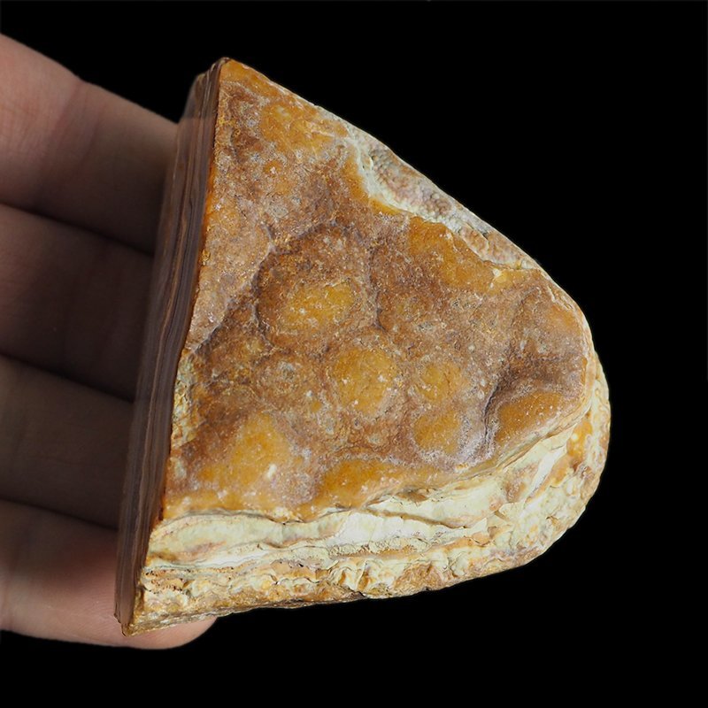 AGAT SUMATRZAŃSKI- 72 mm - SUMATRA, INDONEZJA