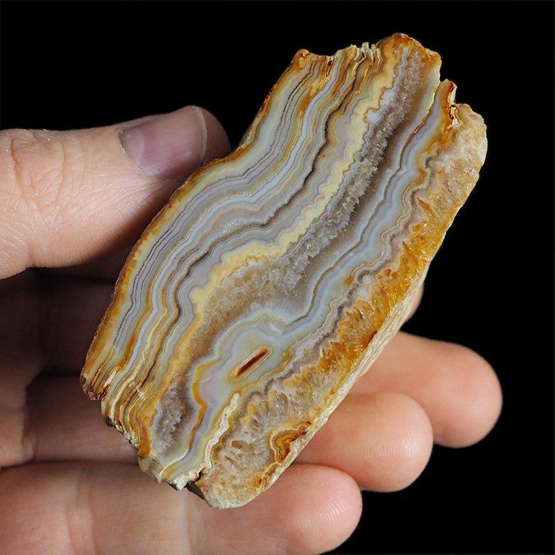 AGAT SUMATRZAŃSKI- 72 mm - SUMATRA, INDONEZJA
