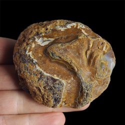 AGAT SUMATRZAŃSKI- 70 mm - SUMATRA, INDONEZJA