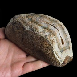 AGAT SUMATRZAŃSKI- 150 mm - SUMATRA, INDONEZJA