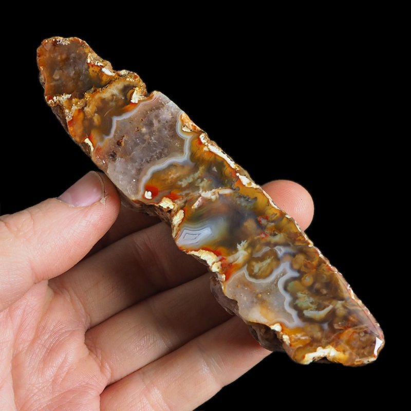 AGAT SUMATRZAŃSKI- 117 mm - SUMATRA, INDONEZJA