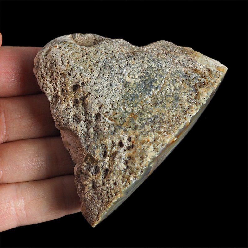 AGAT SUMATRZAŃSKI- 82 mm - SUMATRA, INDONEZJA