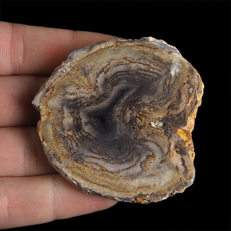 SKAMIENIAŁE DREWNO - PLASTER - 57 mm - MIOCEN - INDONEZJA