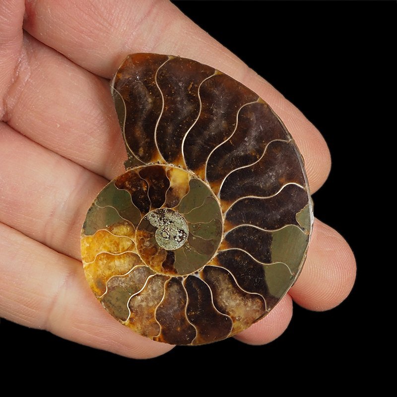 AMONIT - 57 mm - KREDA DOLNA - 110 mln lat - MADAGASKAR