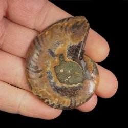 AMONIT - 57 mm - KREDA DOLNA - 110 mln lat - MADAGASKAR