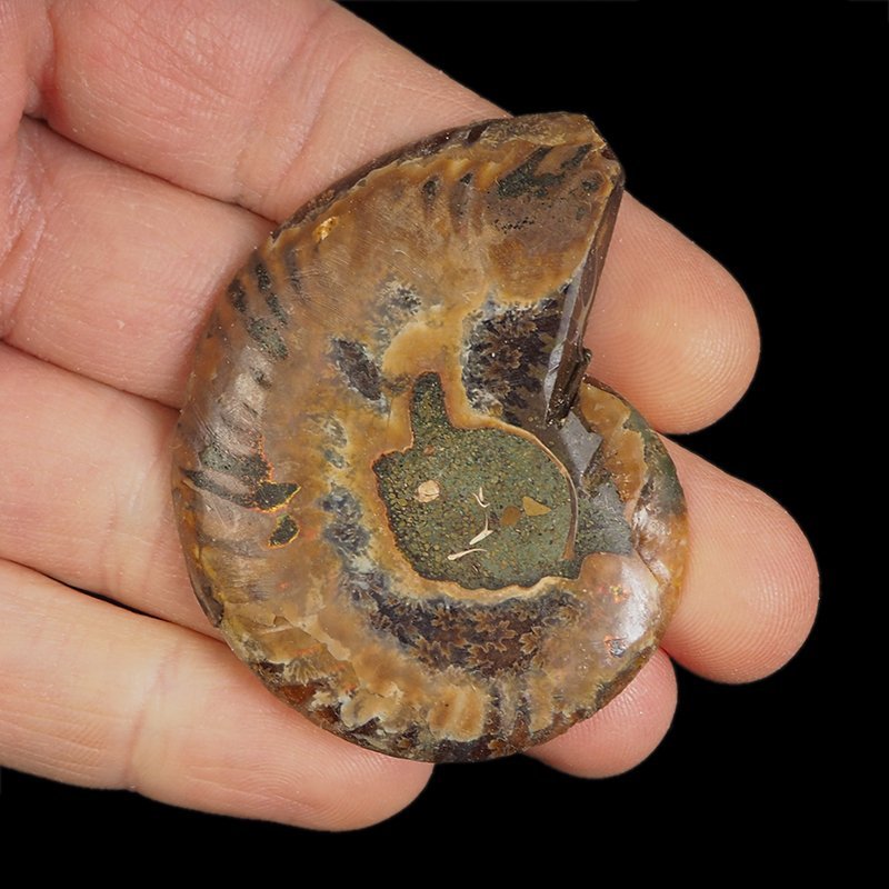 AMONIT - 57 mm - KREDA DOLNA - 110 mln lat - MADAGASKAR