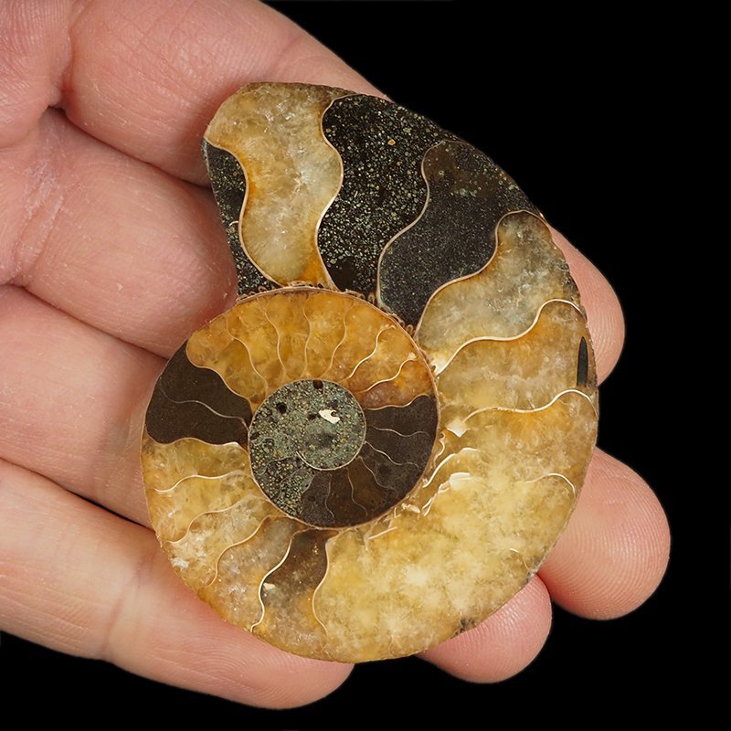 AMONIT - 56 mm - KREDA DOLNA - 110 mln lat - MADAGASKAR