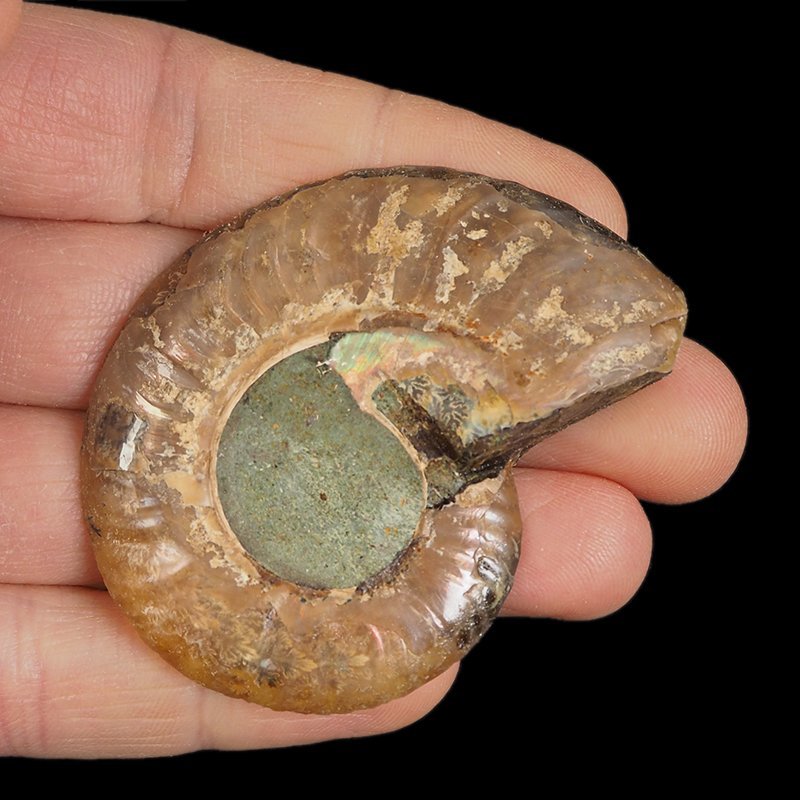 AMONIT - 56 mm - KREDA DOLNA - 110 mln lat - MADAGASKAR